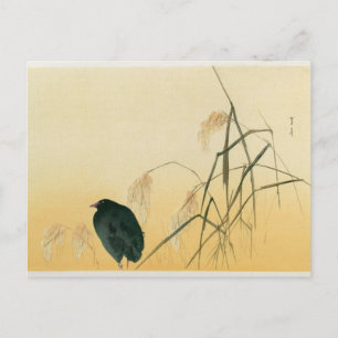 Blackbird, Edo Period Postcard