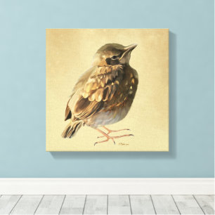 Blackbird Fledgling in Sun Canvas Print