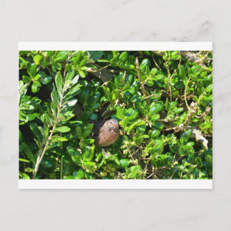 Blackbird in a laurel bush postcard