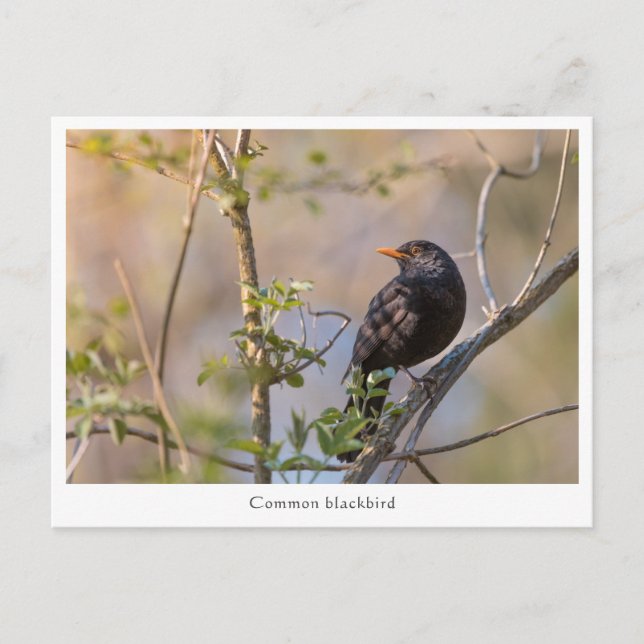 Blackbird Nature Photo Postcard (Front)