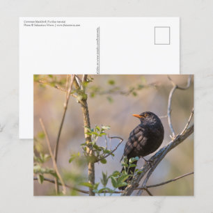 Blackbird Nature Photo Postcard