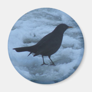 Blackbird on ice Magnet