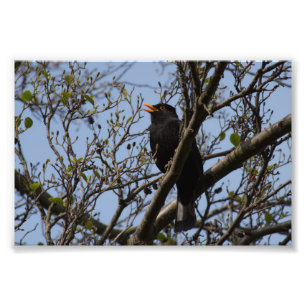Blackbird Photo Print