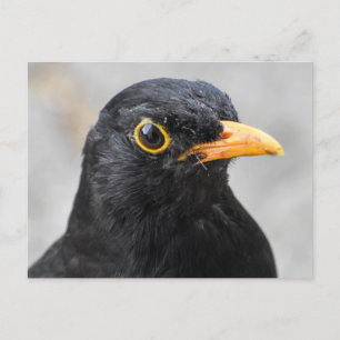 Blackbird postcard