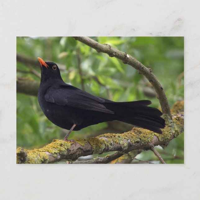 Blackbird Postcard (Front)