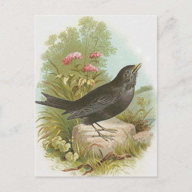 Blackbird Postcard (Front)