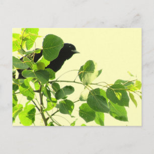 Blackbird Postcard