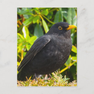 Blackbird Postcard