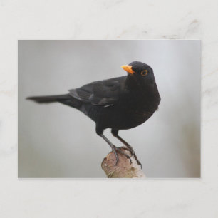 Blackbird postcard