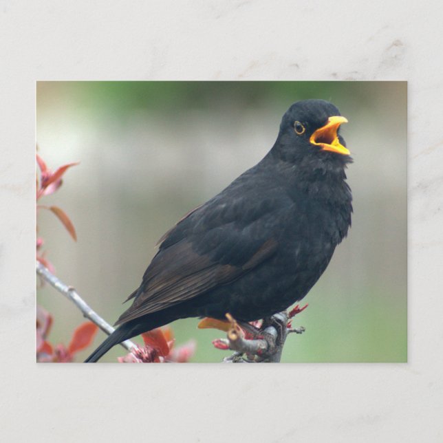 Blackbird sitting in a tree postcard (Front)
