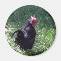 Blackbird the Rooster