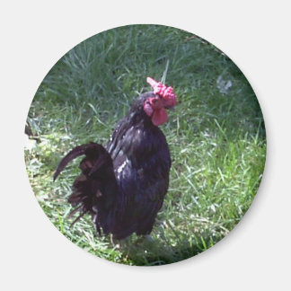Blackbird the Rooster Magnet