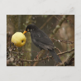 Blackbird with apple Poscard Postcard