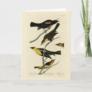 Blackbirds and Oriole, Audubon's Birds of America Card