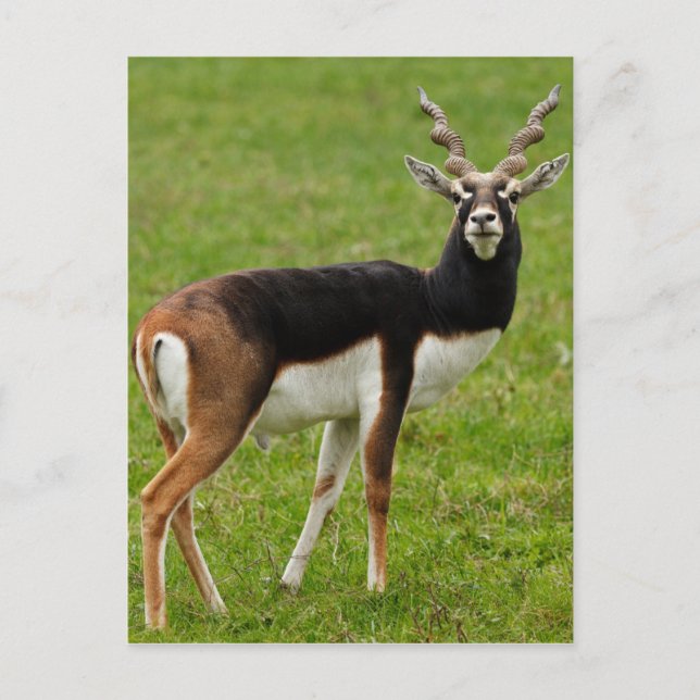 Blackbuck Male Antelope Postcard (Front)