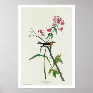Blackburnian Warbler by Audubon Poster