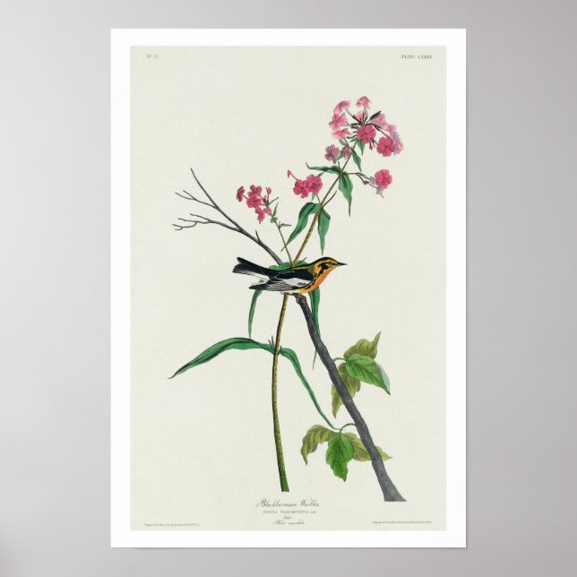 Blackburnian Warbler by Audubon Poster (Front)
