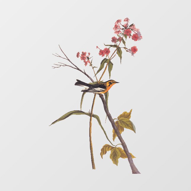 Blackburnian Warbler Vintage Audubon Songbird Art (Sheet)