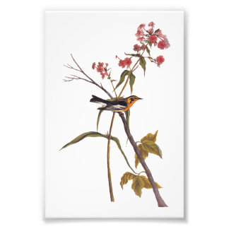 Blackburnian Warbler Vintage Audubon Songbird Art Photo Print
