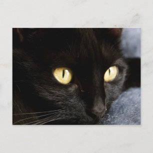 Blackcat Postcard