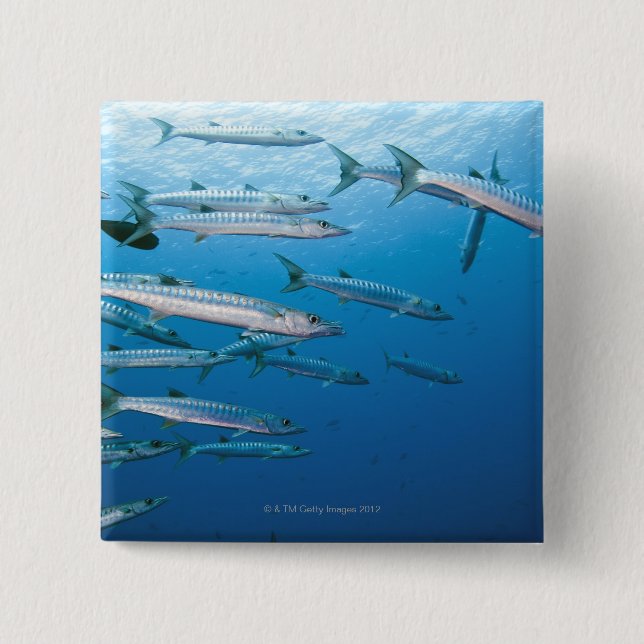 Blackfin Barracuda 15 Cm Square Badge (Front)