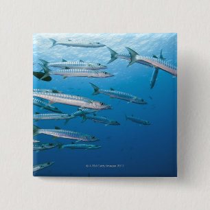Blackfin Barracuda 15 Cm Square Badge