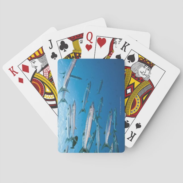 Blackfin Barracuda Playing Cards (Back)