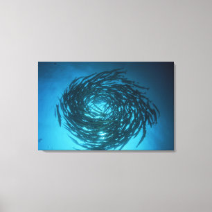 Blackfin barracuda swimming in circles canvas print