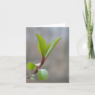 Blackhaw Notecard