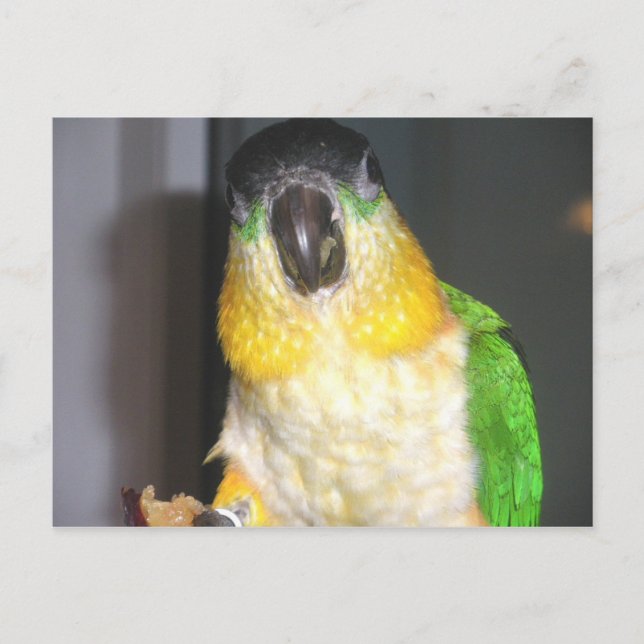 Blackheaded Caique Postcard (Front)