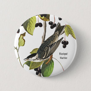 Blackpoll Warbler, Audubon, Birder Style for Wear, 6 Cm Round Badge