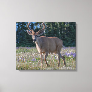 Blacktail Deer Buck   Olympic National Park Canvas Print