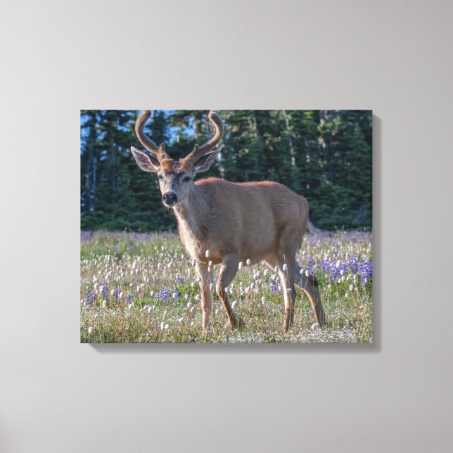 Blacktail Deer Buck | Olympic National Park Canvas Print (Front)