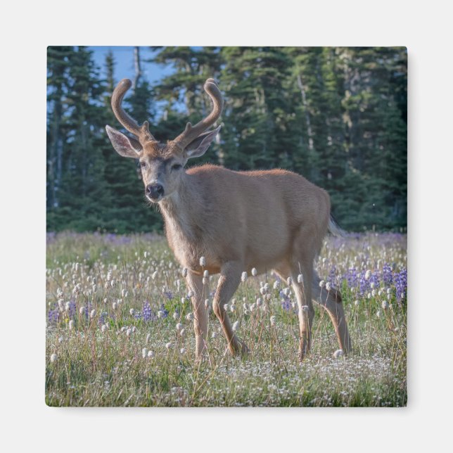 Blacktail Deer Buck | Olympic National Park Magnet (Front)