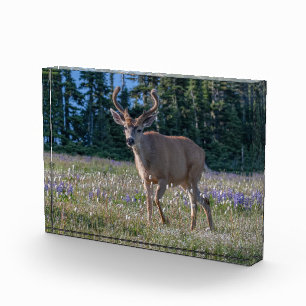 Blacktail Deer Buck Olympic National Park Photo Block