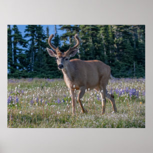 Blacktail Deer Buck Olympic National Park Poster