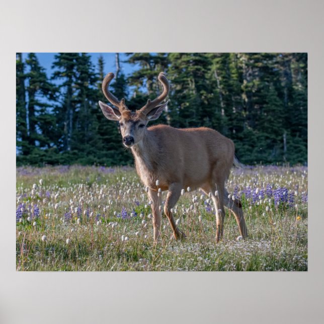 Blacktail Deer Buck | Olympic National Park Poster (Front)