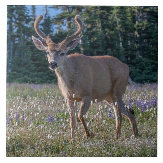 Blacktail Deer Buck | Olympic National Park Tile (Front)