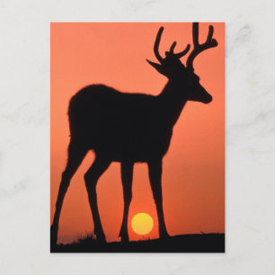 Blacktail or Mule Deer   Olympic National Park Postcard