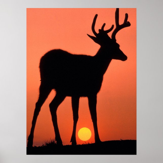 Blacktail or Mule Deer | Olympic National Park Poster (Front)