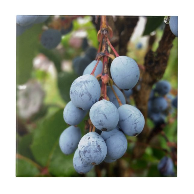 Blackthorn fruit tile (Front)