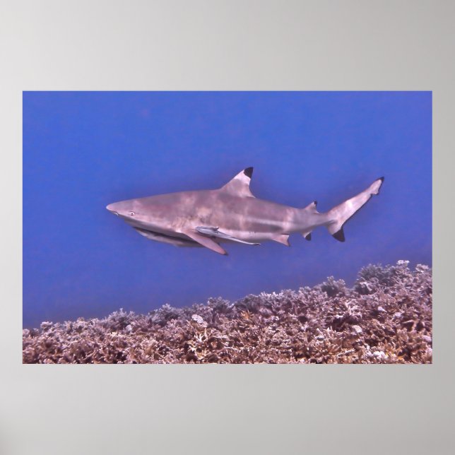 Blacktip Reef Shark on the Reef Poster (Front)