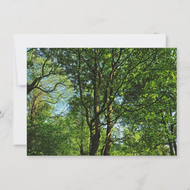 Blackweir Woods, Bute Park, Cardiff Wales Card (Front)