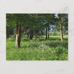 Blackweir Woods, Bute Park, Cardiff Wales Postcard