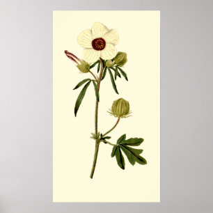 Bladder Hibiscus, Venice Mallow Poster