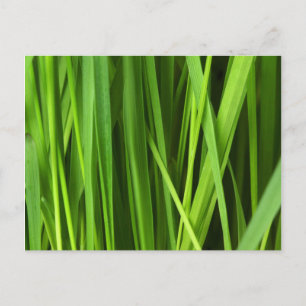 Blades of Grass Postcard