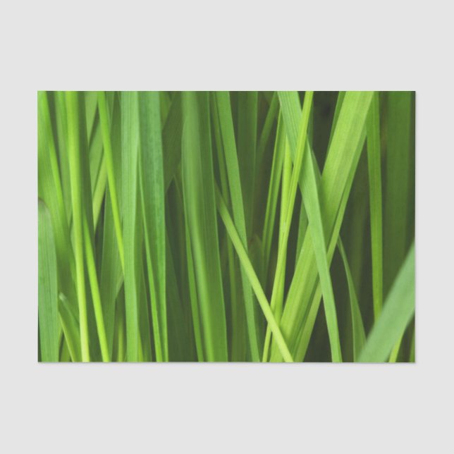Blades of Grass Tissue Paper (Front)
