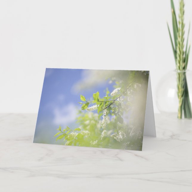 Blank Bird Cherry Tree Blossoms Flowers Sky  Card (Front)
