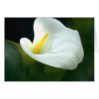 Blank Calla Lily Card