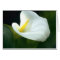 Blank Calla Lily Card